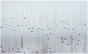 zdjbestoproclean.png